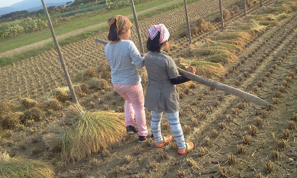 田んぼは自然体験の宝庫。庄内平野の秋の風景「稲刈り」を子どもたちと一緒に。