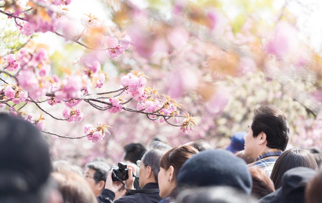 花見